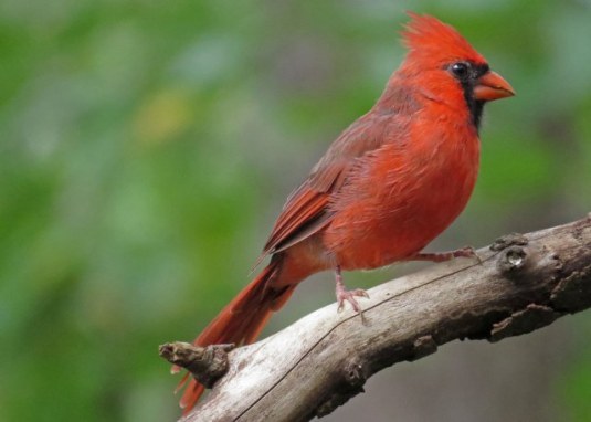cardinal2